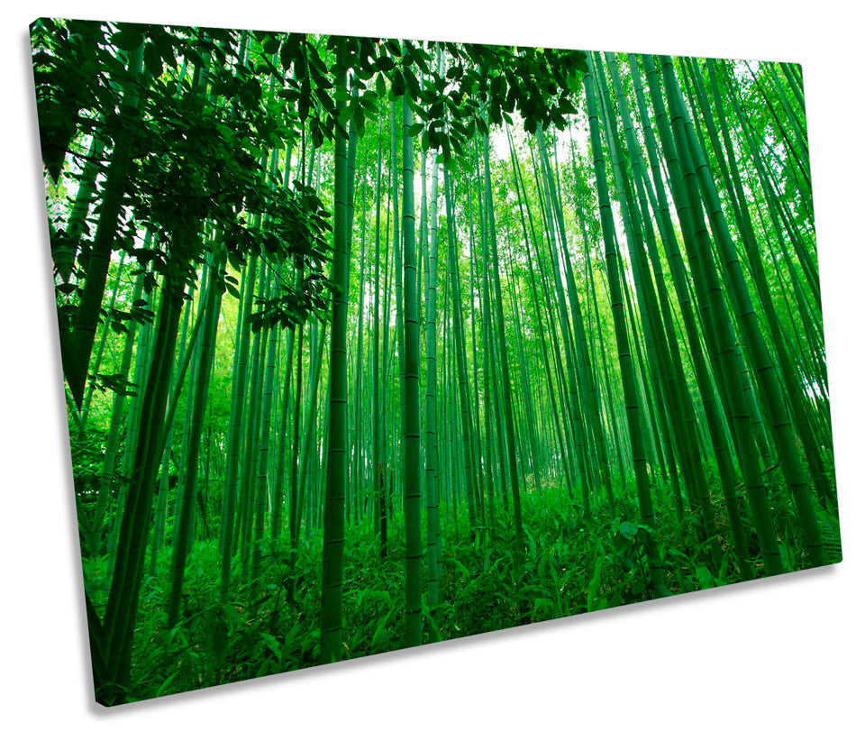 Green Bamboo Forest