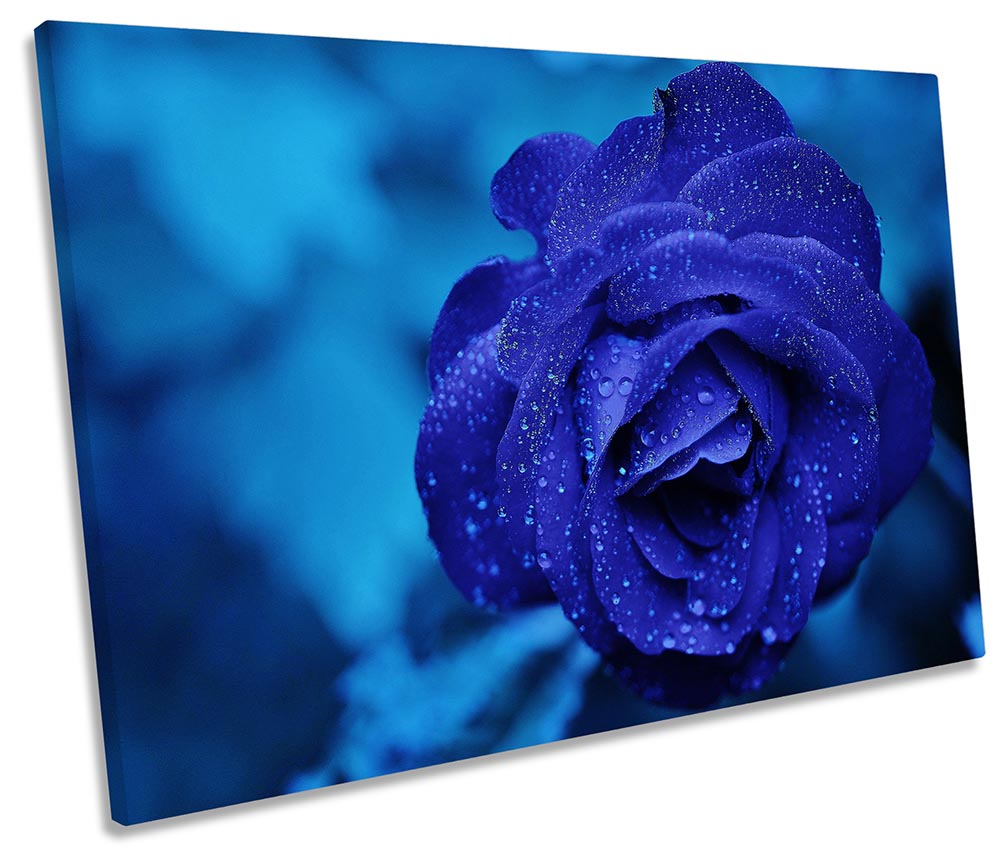 Blue Rose Floral Flower