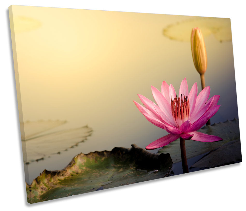 Water Lily Pink Sunset