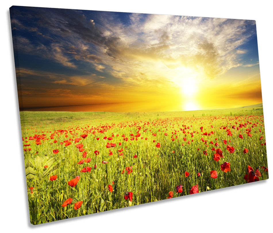 Poppy Sunset Field Landscape