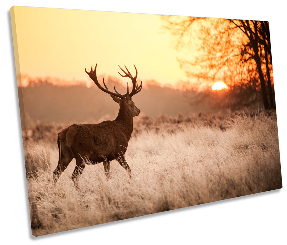 Sunset Deer Stag