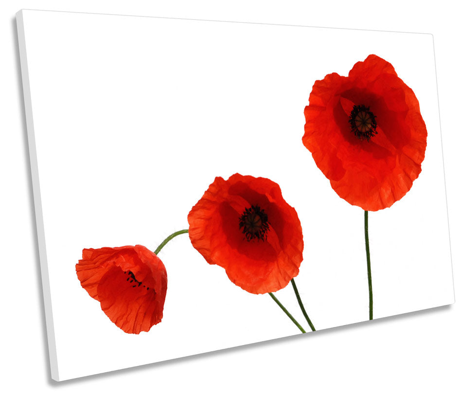 Red Poppy Flowers