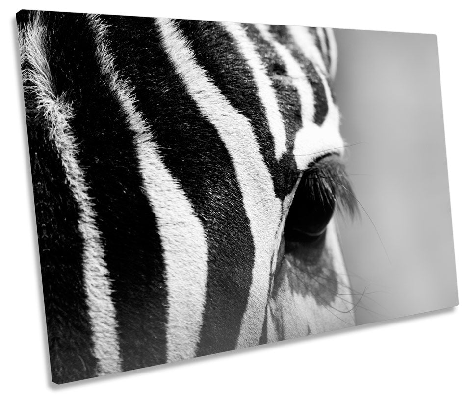 Zebra Black White Stripes Wildlife