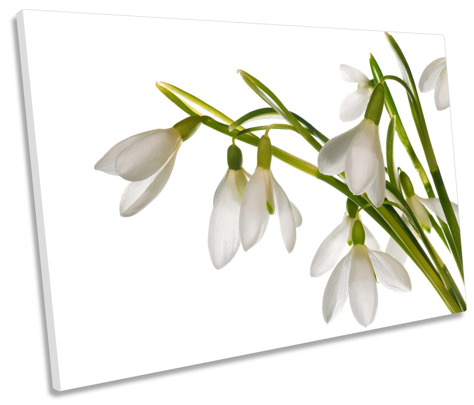 Snowdrop Floral Flowers