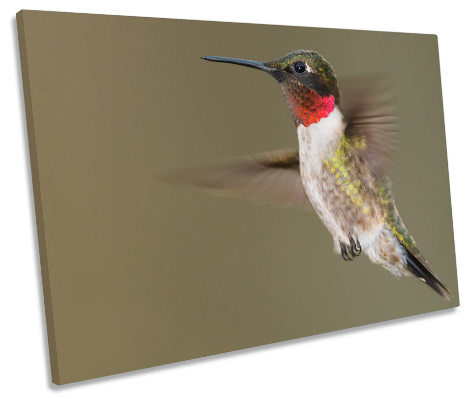 Humming Bird