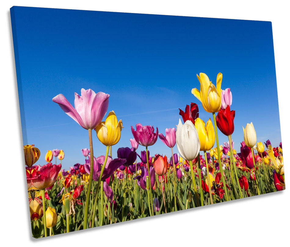 Tulip Floral Flower Field