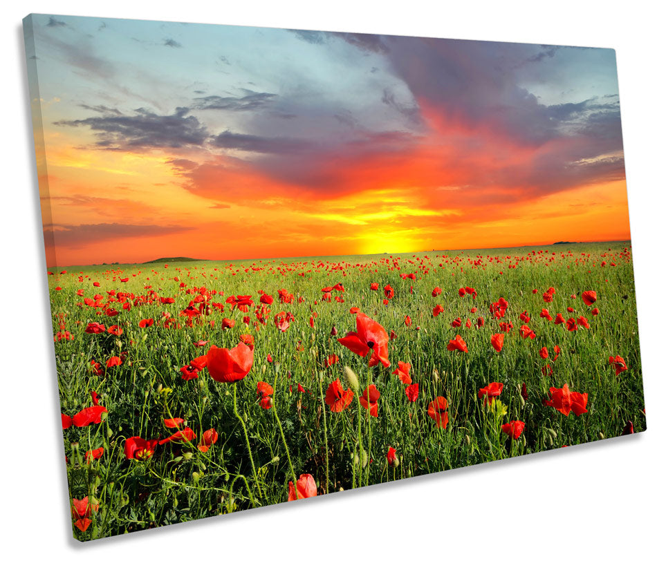 Poppy Field Flowers Sunset