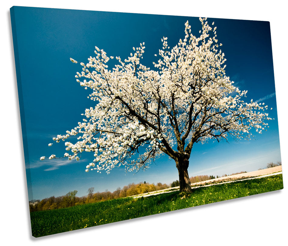 Spring Blossom Tree Landscape