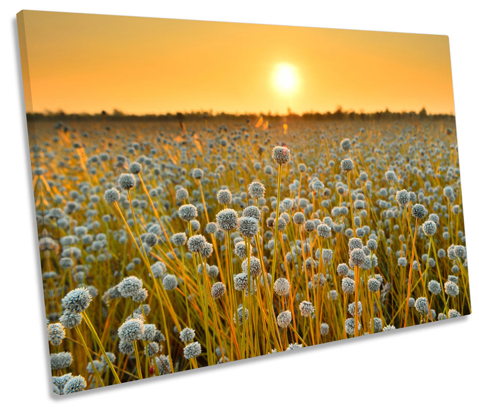 Field of Flowers Sunset Floral