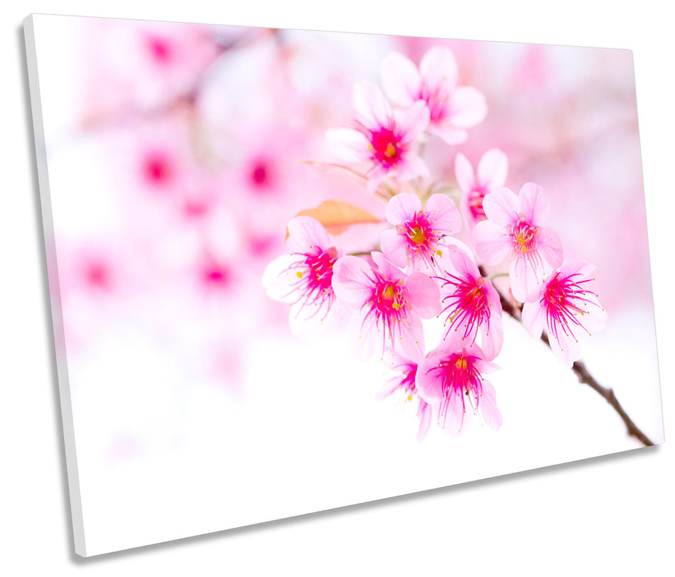 Cherry Blossom Flower Pink Floral