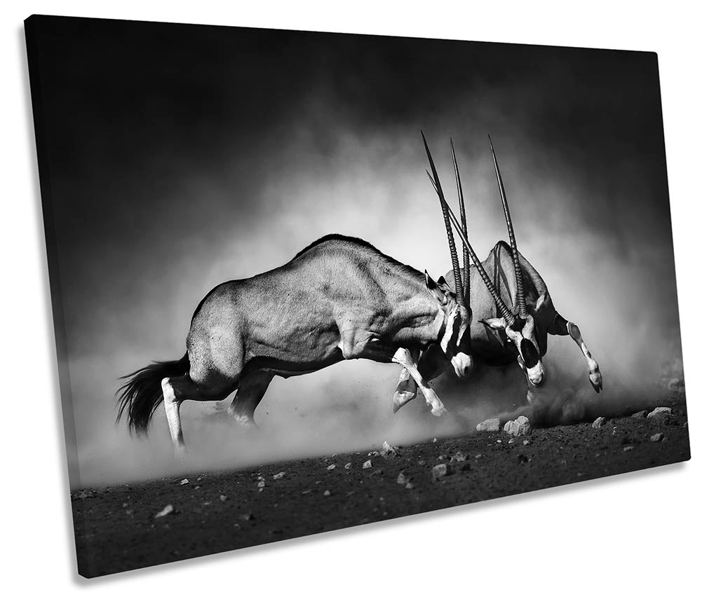 Antelopes Fighting Powerful Black & White