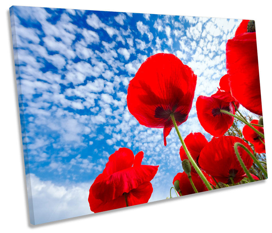 Poppies Floral Sky