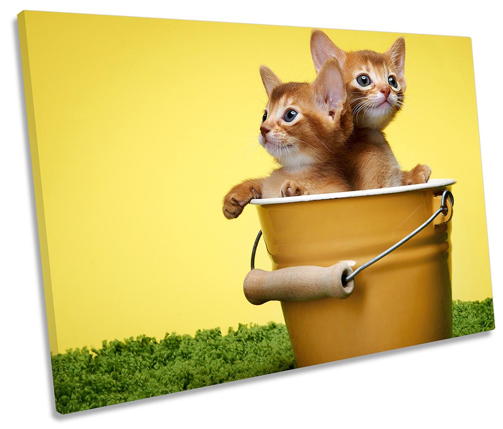 Cute Kitten Cats Bucket Yellow