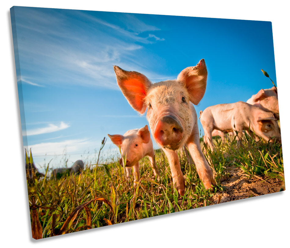 Pig Farm Piglets