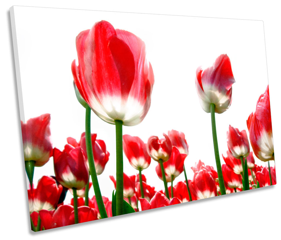 Red Tulips White Sky Flowers