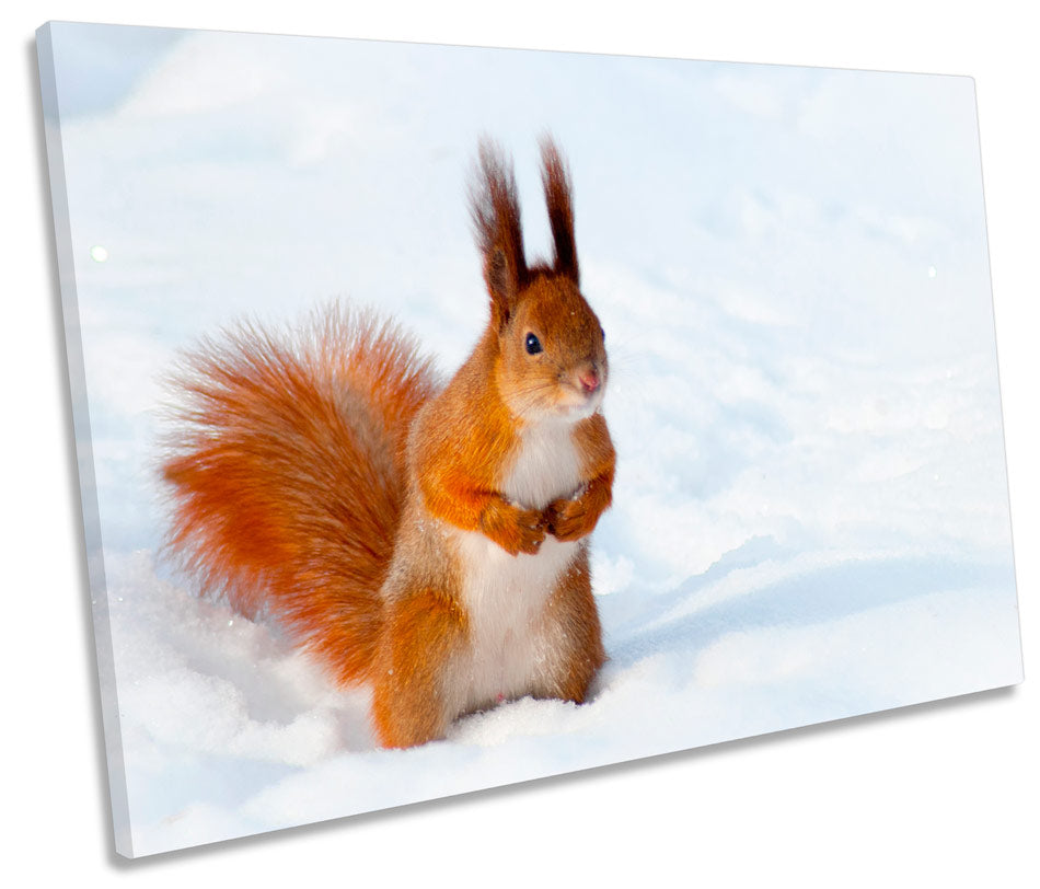 Red Squirrel Snow