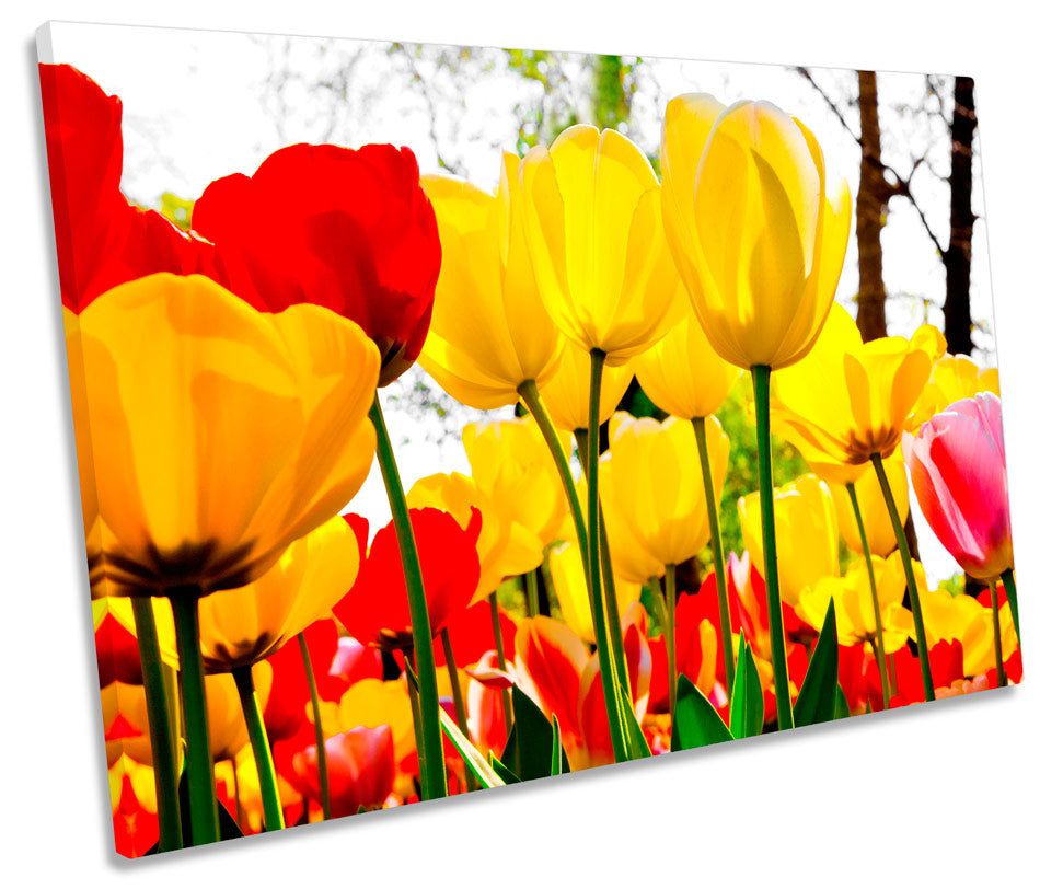 Tulip Flowers Floral Red Yellow