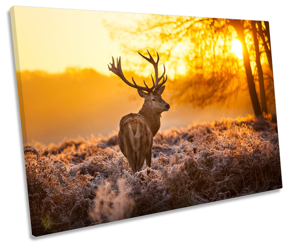 Stag Deer Sunset Forest