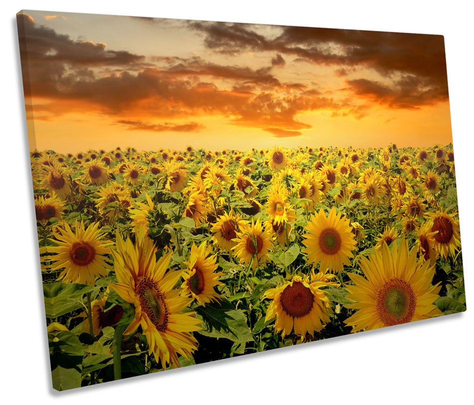 Sunflowers Sunset Floral