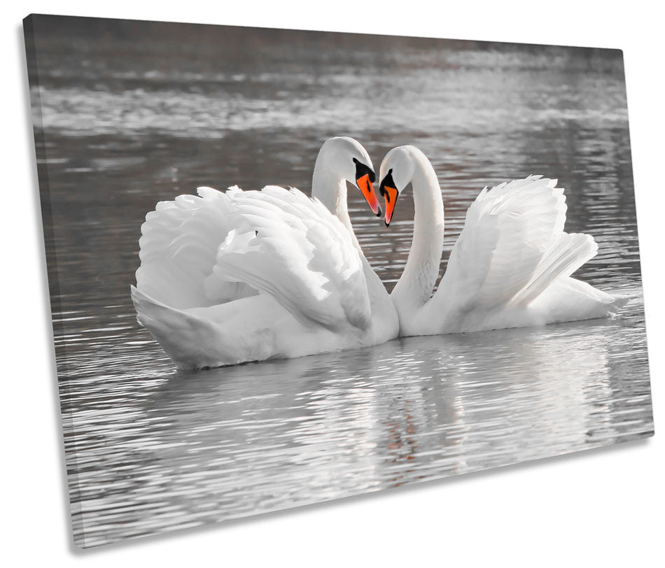 Swans Pair Love Partners