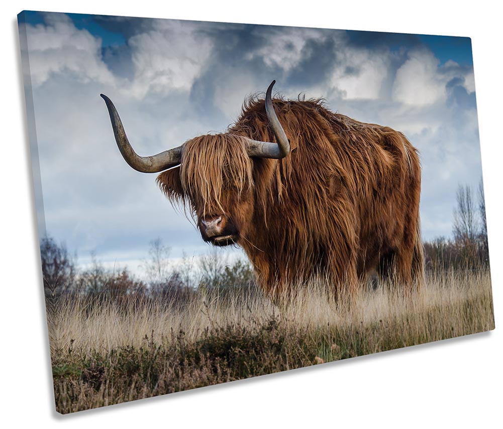 Highland Cow Bull