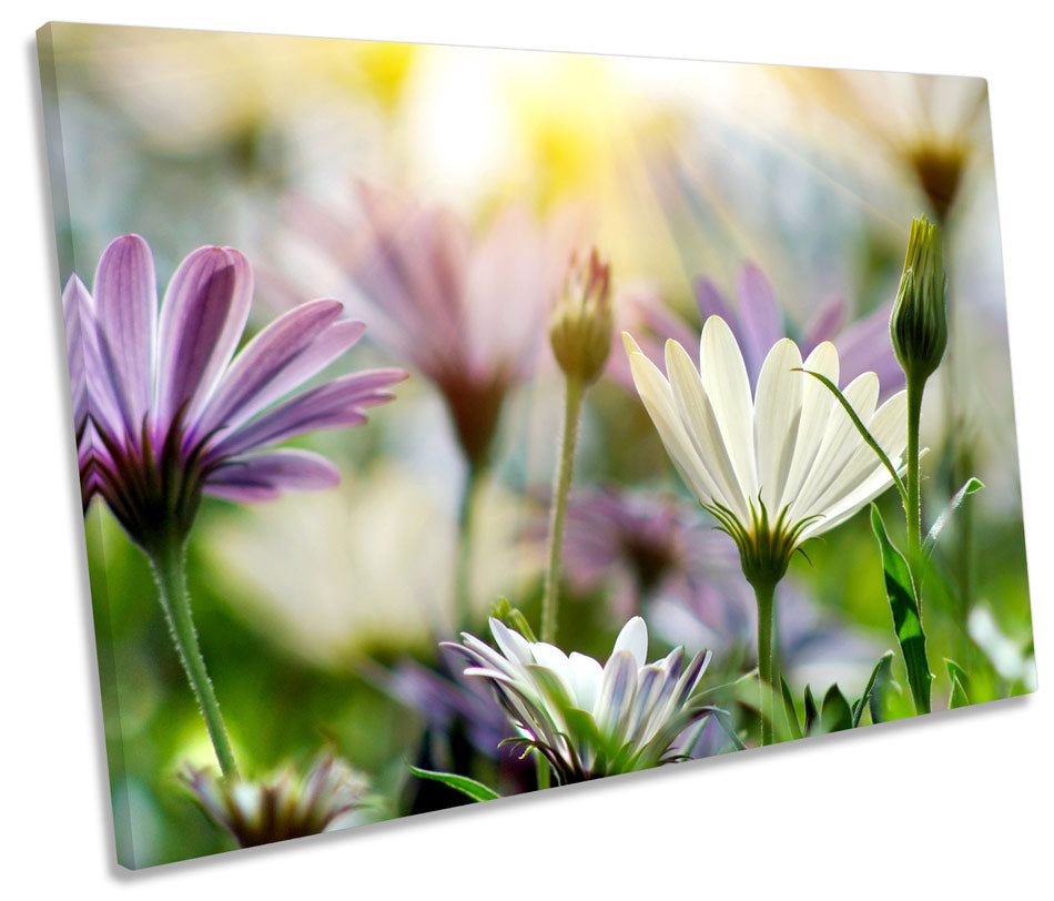 Summer Floral Meadow Scene