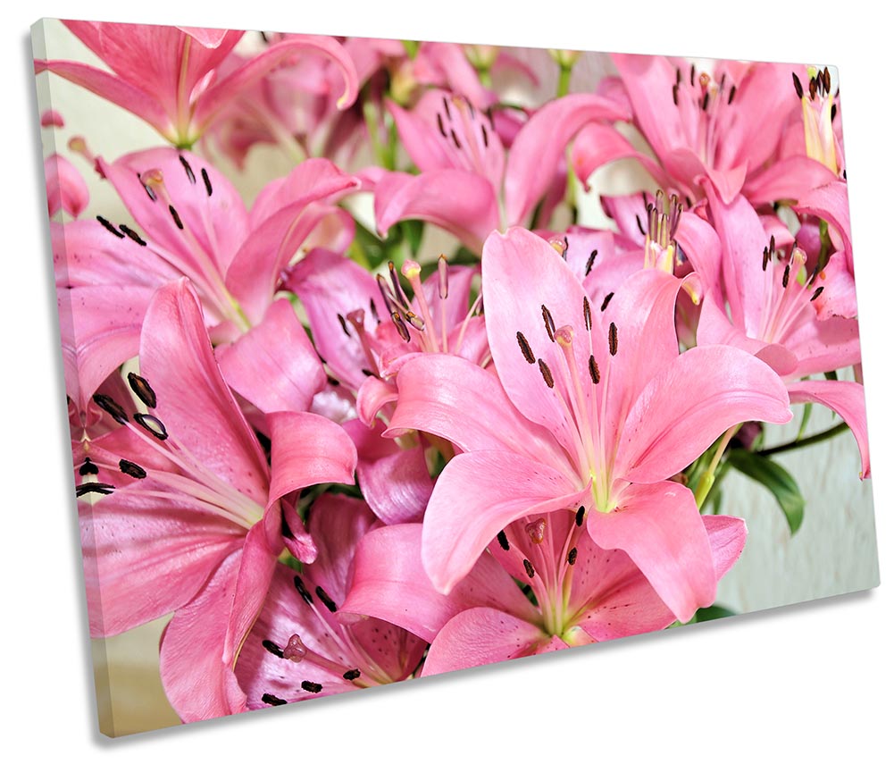 Pink Lily Flowers Floral