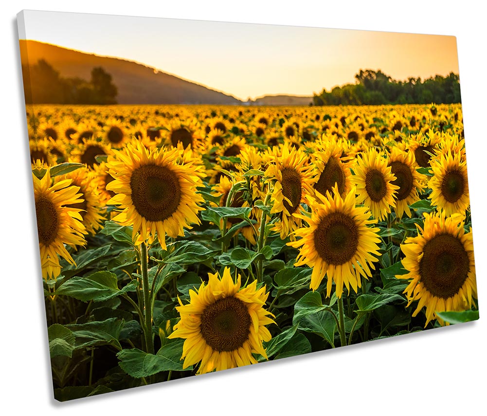 Sunflower Sunset Field