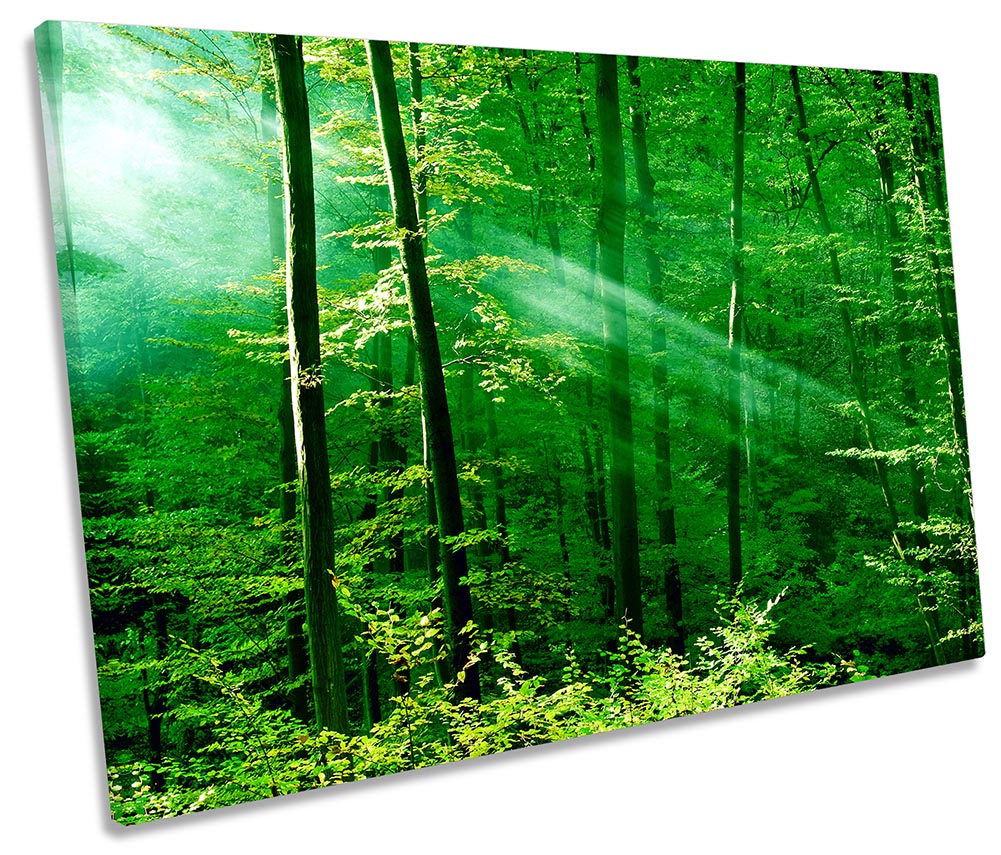 Green Forest Trees Sunlight