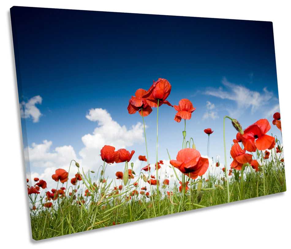 Red Poppy Field Flowers