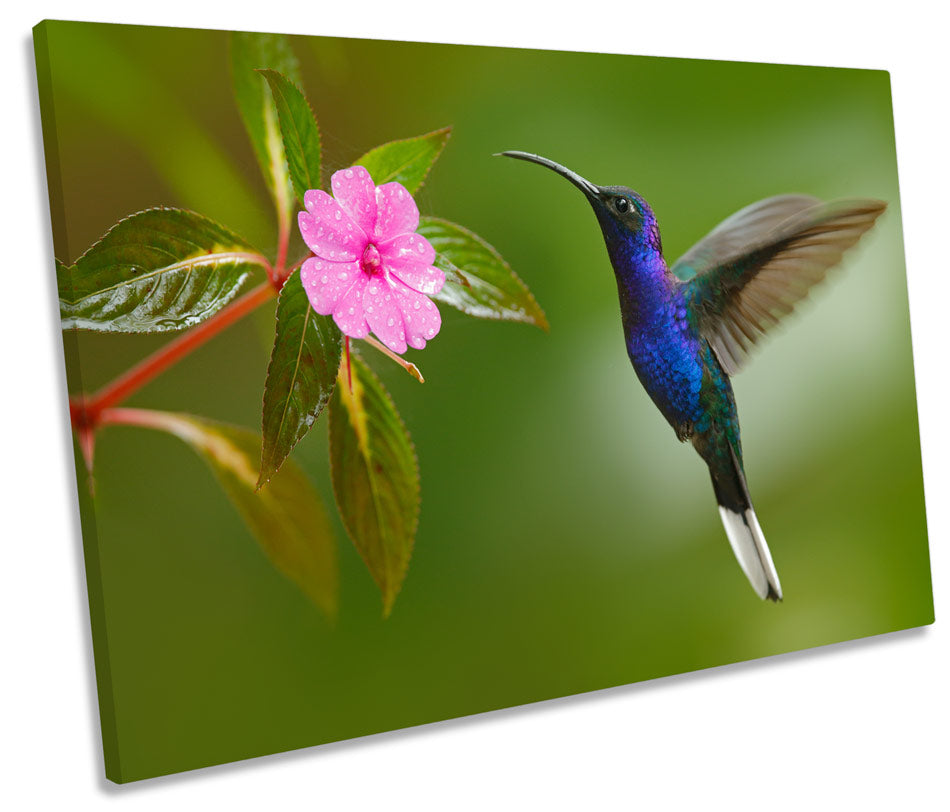 Humming Bird Floral