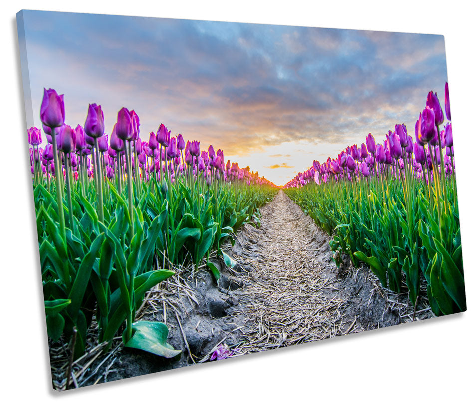 Tulips Floral Landscape Flowers