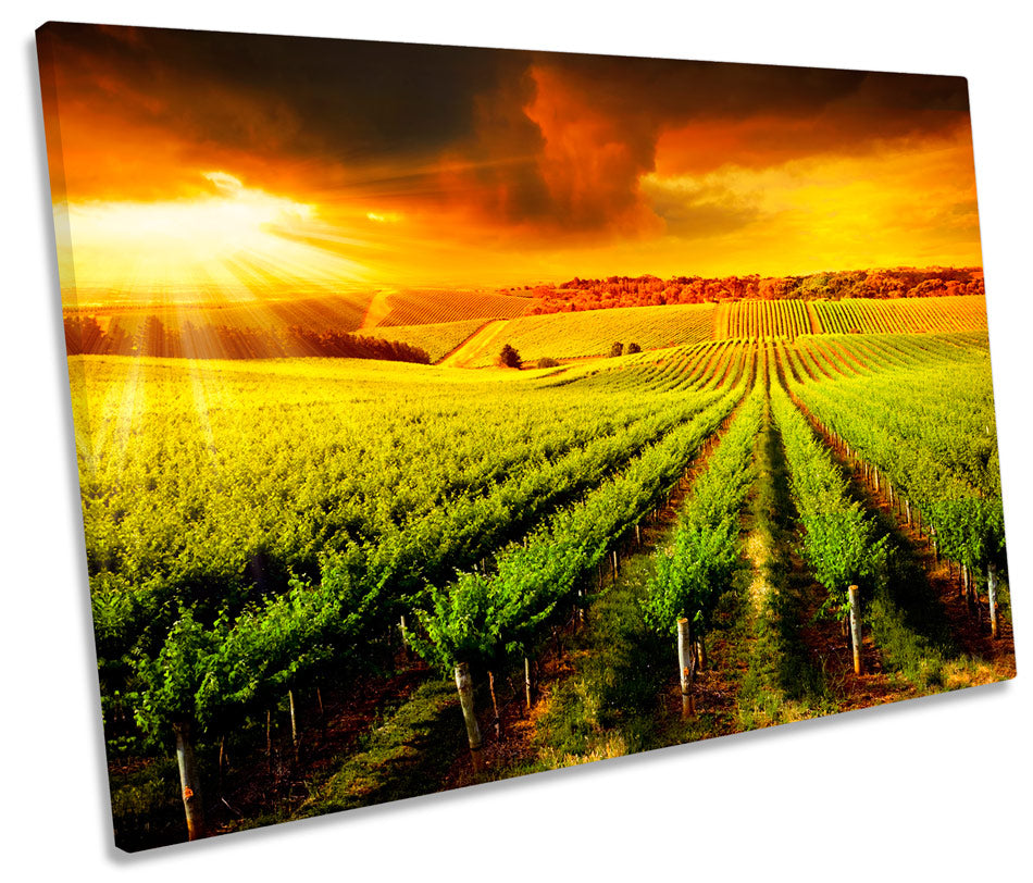 Vineyard Sunset Landscape