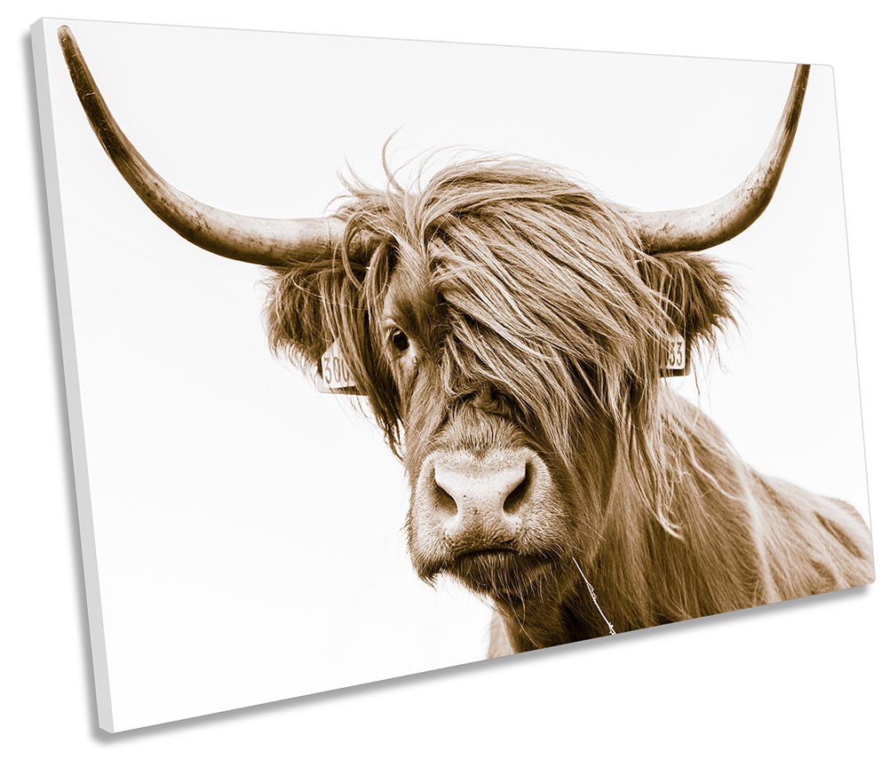 Highland Cow Scotland Brown