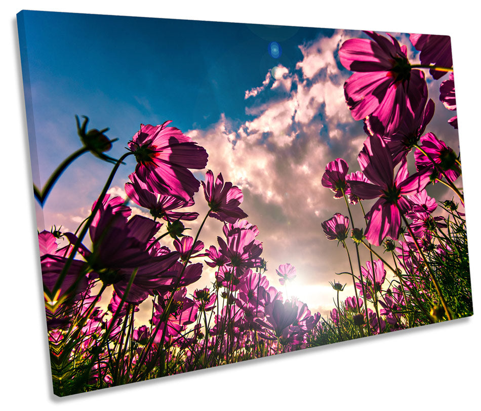 Pink Cosmos Flowers Floral Sunset