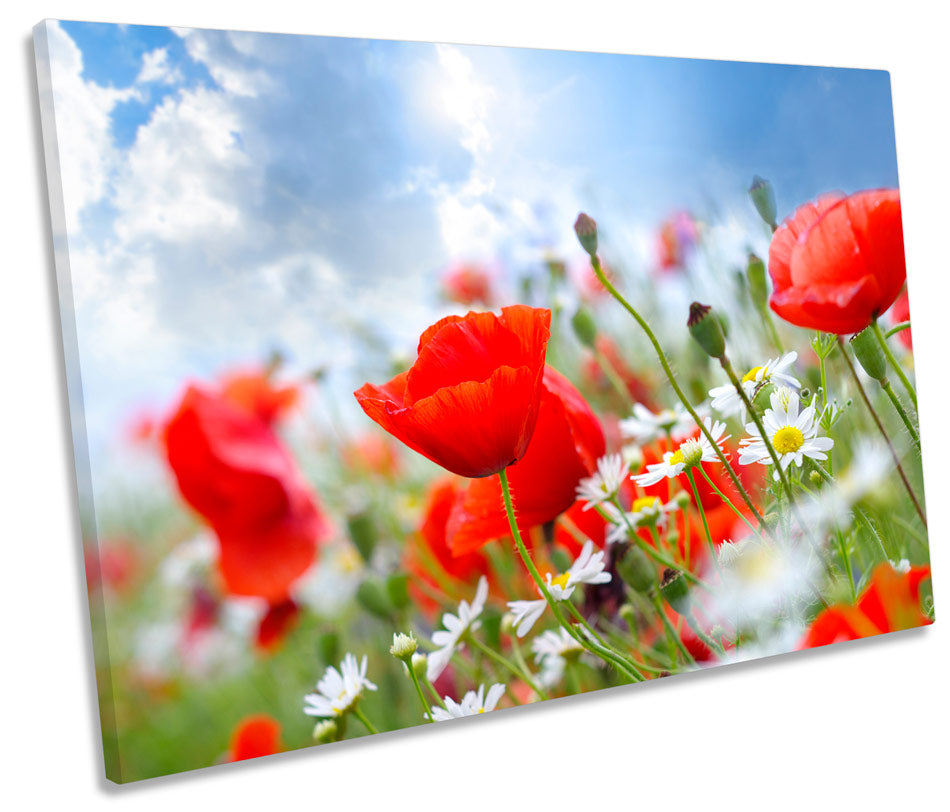 Poppy Field Summer Floral Flowers