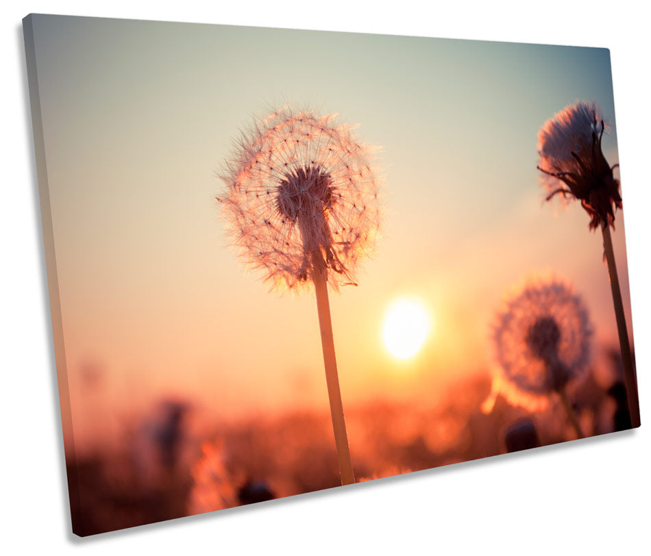 Dandelion Floral Sunset