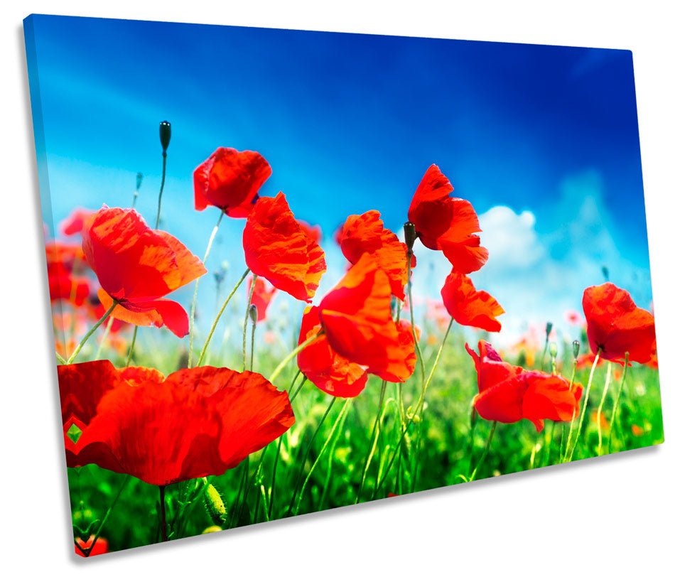 Poppy Field Summer Flowers Floral