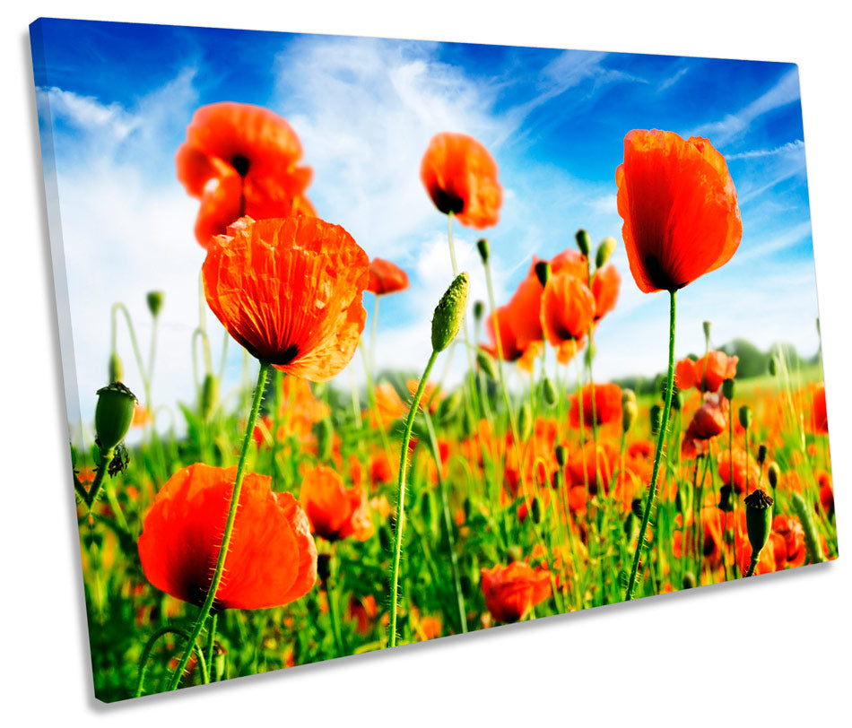 Poppy Floral Flowers Summer Field