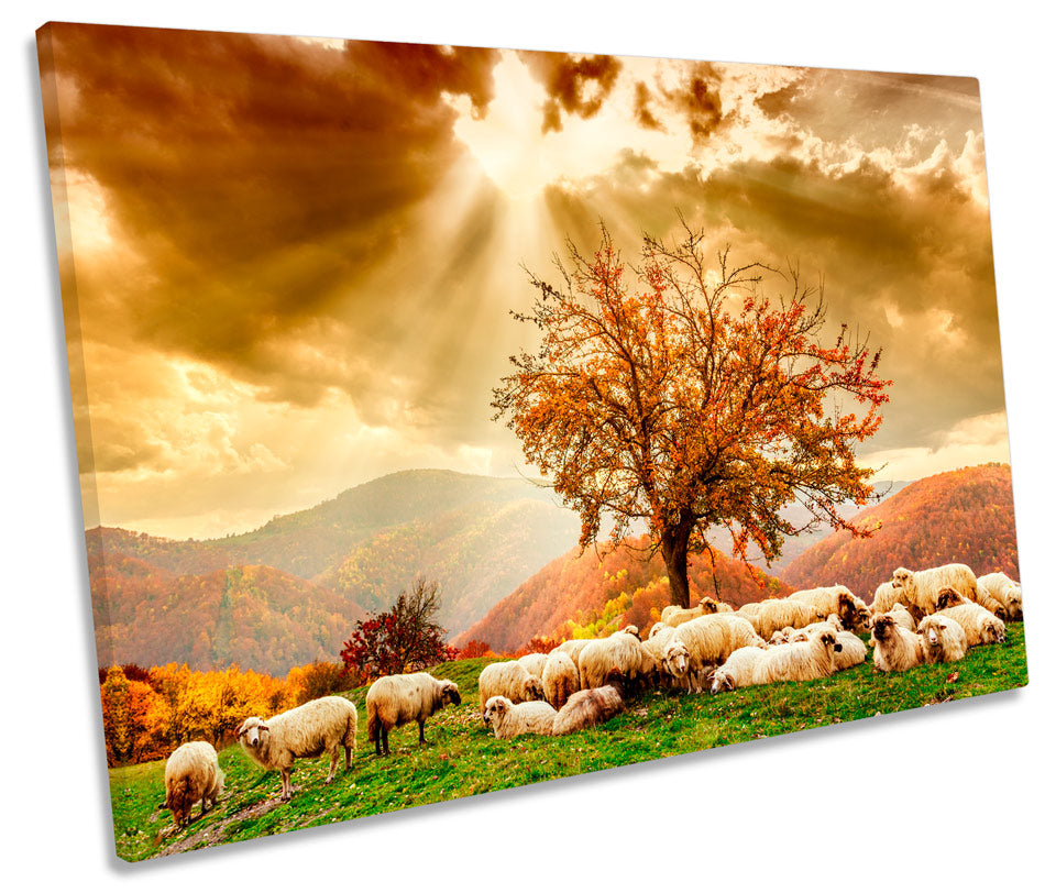 Highlands Sunset Landscape Sheep