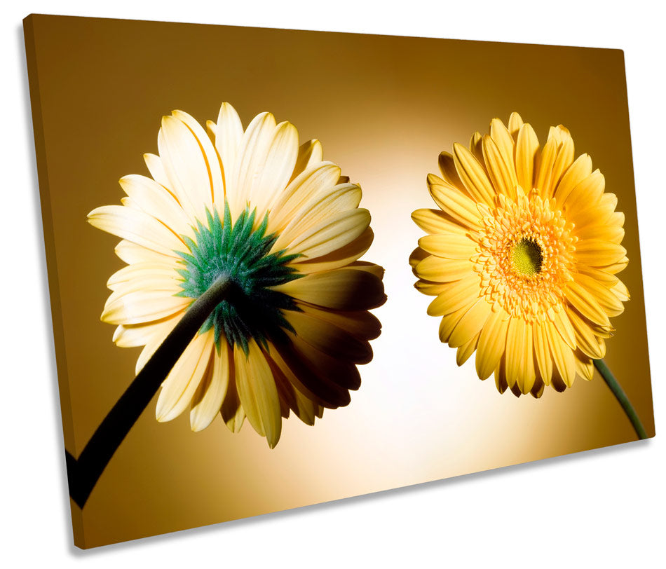 Daisy Flower Floral Modern