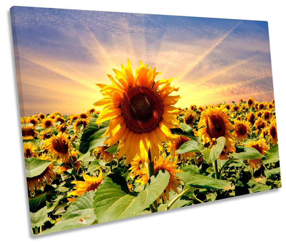 Sunflower Sunset Floral Flowers