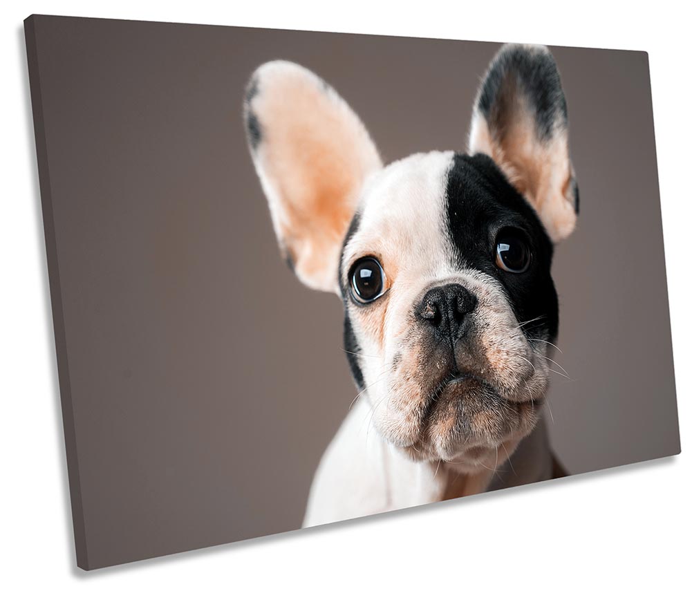 French Bulldog Cute