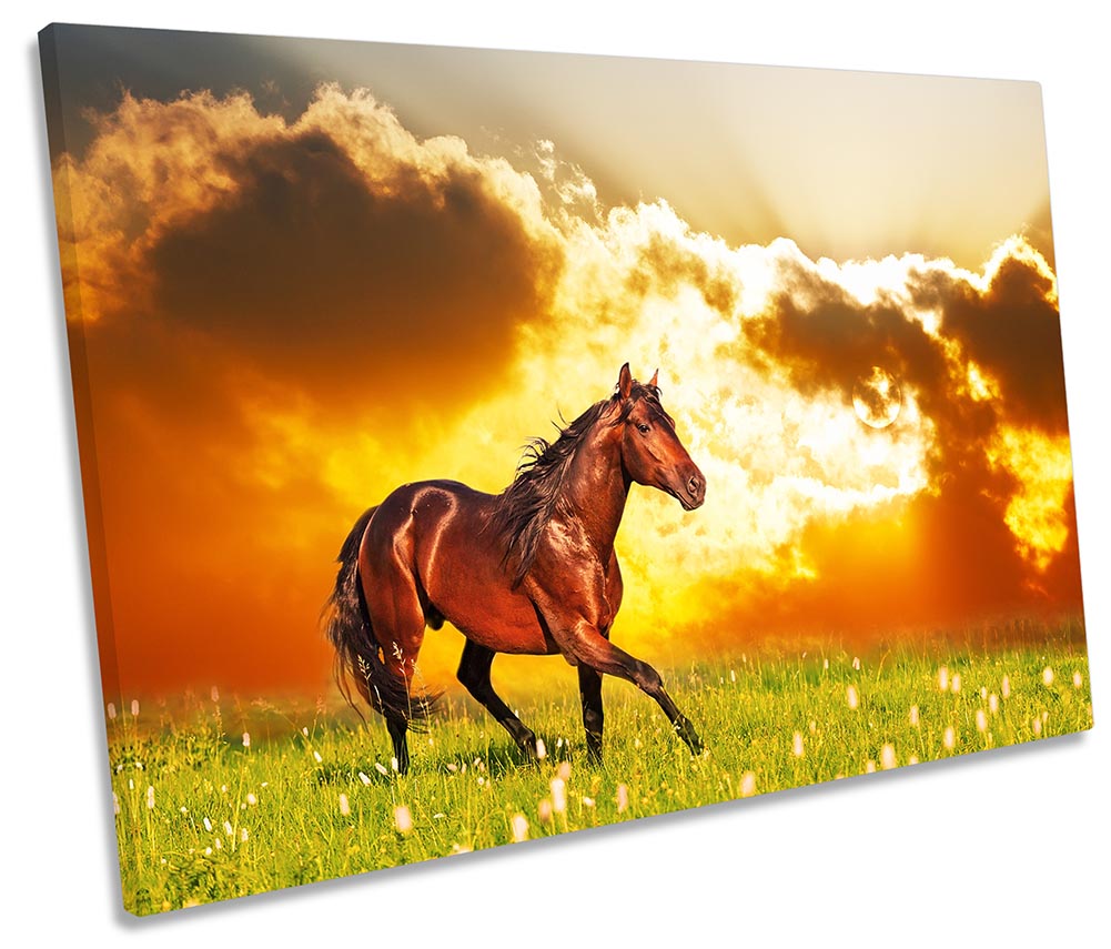 Horse Sunset Meadow Orange