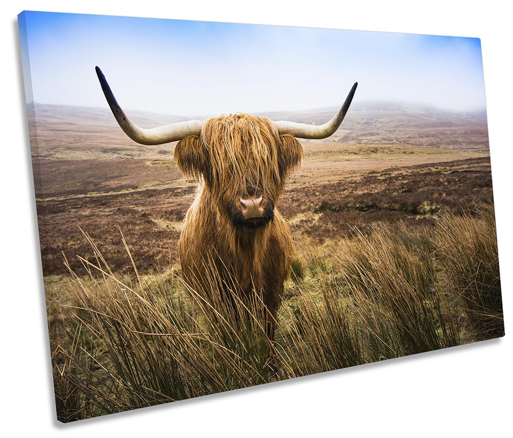 Scottish Highland Cow Brown