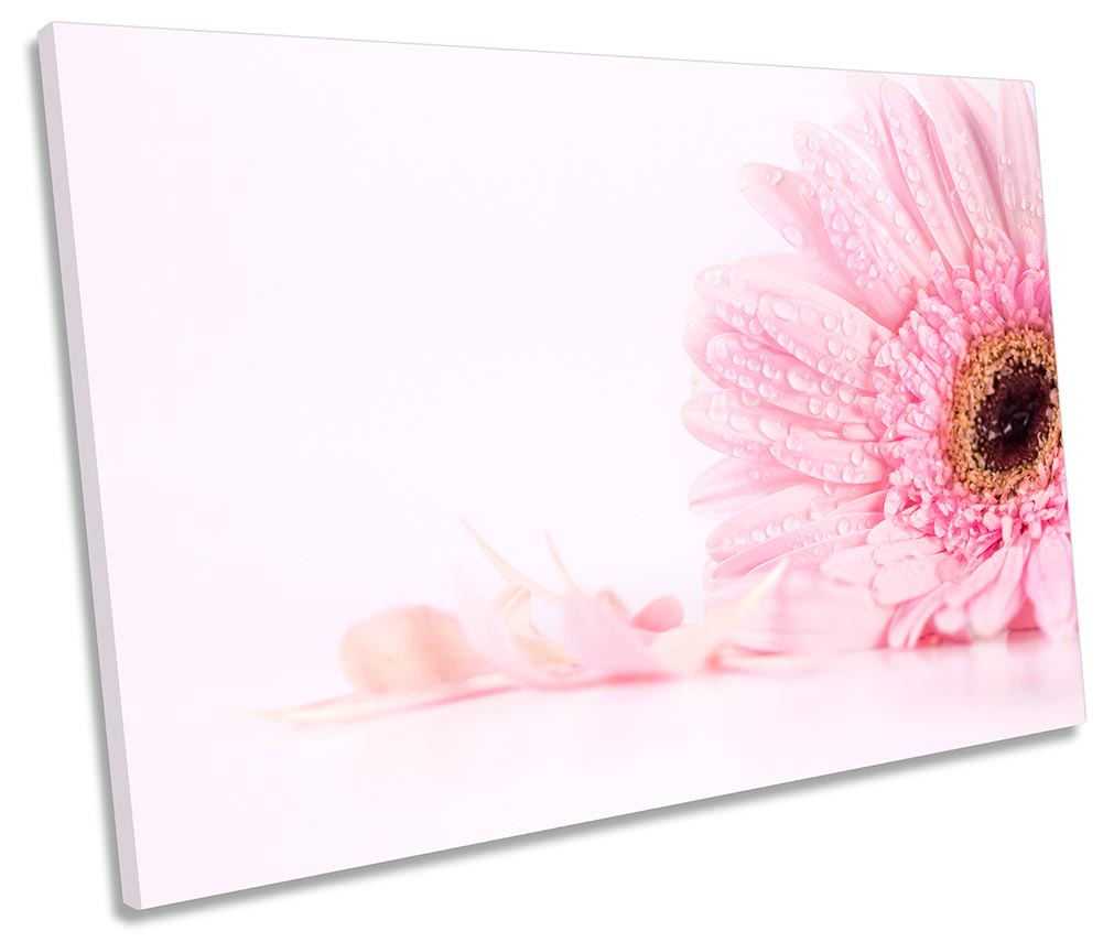 Pink Floral Daisy Flower