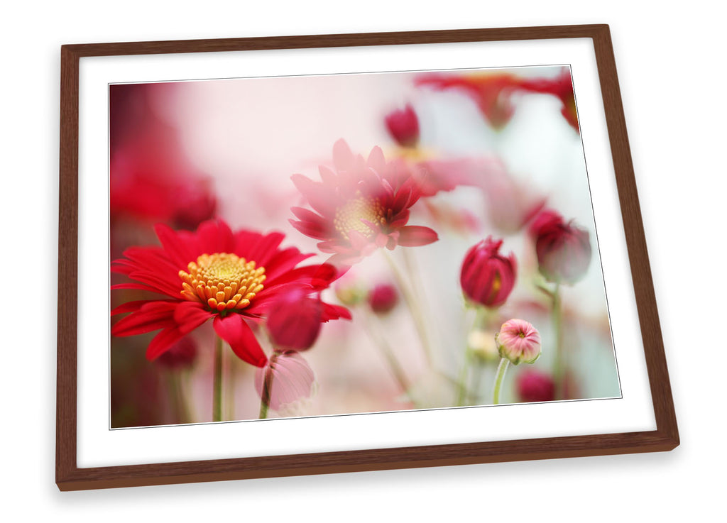 Red Daisy Flower Floral Framed
