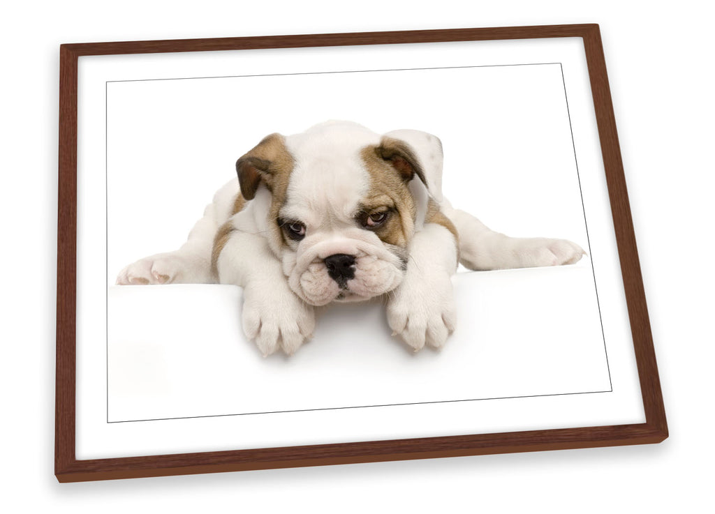 Cute British Bulldog Puppy Framed