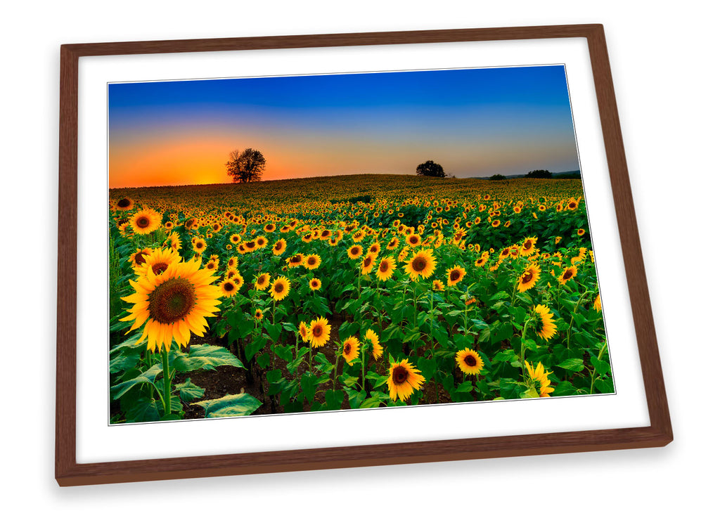 Sunflowers Sunset Landscape Orange Framed