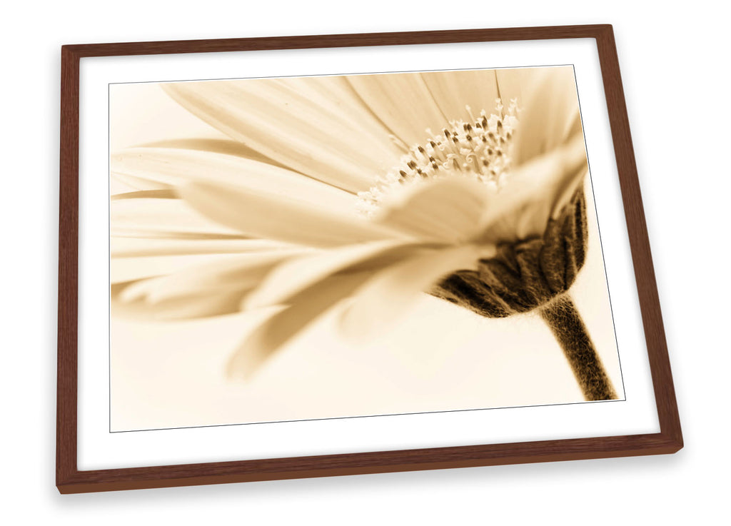 Floral Flower Cream Sepia Framed
